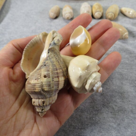 Hiatella arctica mother of pearl polished finish REAL with other shells - Picture 6 of 13